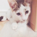 イケメン子猫ちゃん！家族になってください