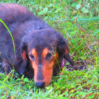 多頭崩壊のダックス3匹。人が大好きです！