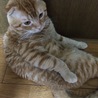 の写真