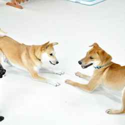 10月10日（土）　わんずKids見学会・交流会