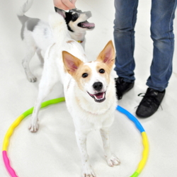 10月10日（土）　わんずKids見学会・交流会 サムネイル2