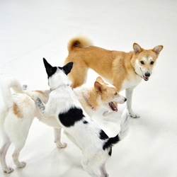 10月10日（土）　わんずKids見学会・交流会 サムネイル3