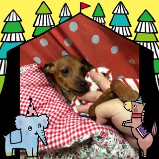 ミニチュアピンシャー。テリー君は１歳の男の子