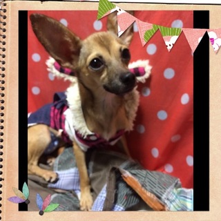 ミニチュアピンシャー母とチワワ父のMIXキャロン