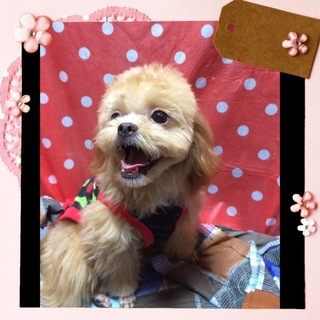 トイプードルと狆のMIX小雪1歳の女の子