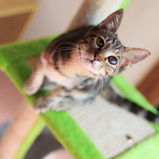 アメショー柄の姉妹にこちゃんとりかちゃん