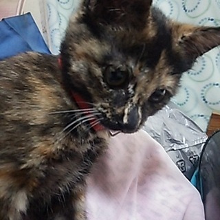 ルンルン美人❤キュートな、りりちゃん