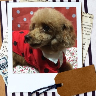 甘えん坊のトイプードル3歳女の子です。