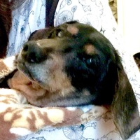 まろ