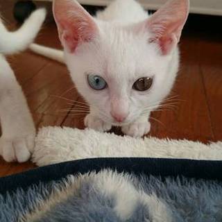 ★近畿★生後2ヶ月くらい　白猫♀