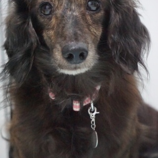 Ｍダックス　推定６歳　仮名　駆（かける）