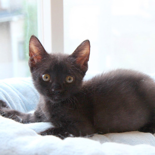 甘えん坊の男の子✿くまちんです♡