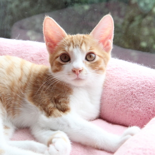 おっとり甘えん坊な男の子✿茶々くんです♡