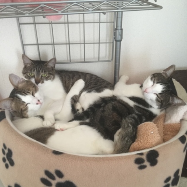 berry＆coco＆reoのカバー写真