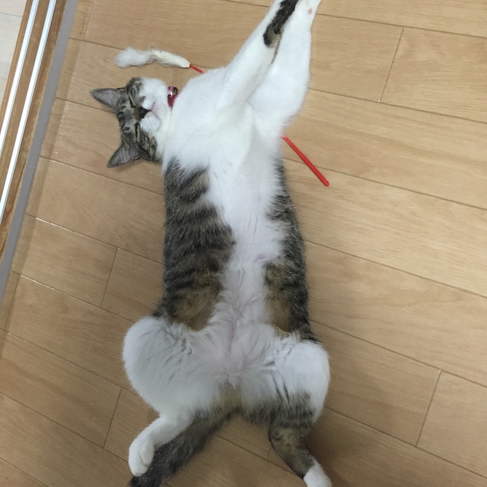 ココちゃんのカバー写真