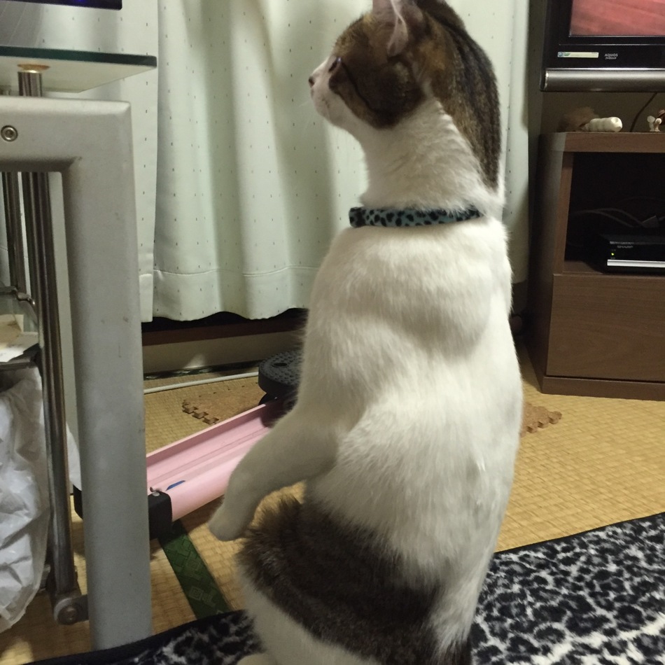 レオくんのカバー写真