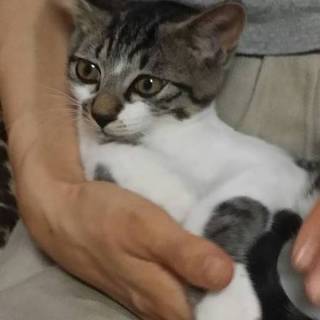 ３ヶ月のかわいい模様の猫ちゃん