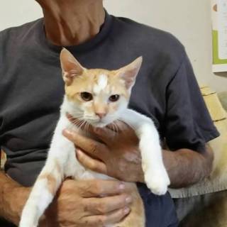 白茶の男の子、３ヶ月です