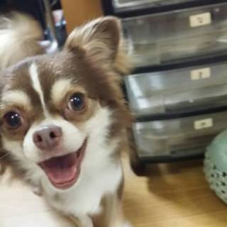 捨てられたチワワです(応募者多数のため終了します)