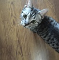 立ち耳スコティッシュフォールドくん
