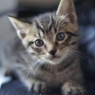 8月生まれの子猫たち