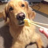 犬こ