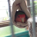コザクラインコ ノーマル
