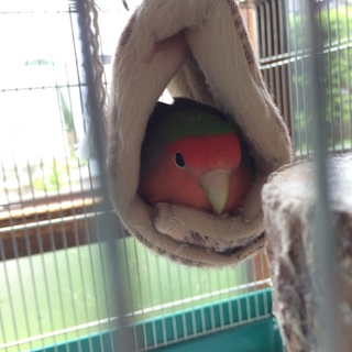 コザクラインコ ノーマル