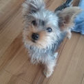 ヨーキー仔犬の女の子可愛がってくれるかた探してます