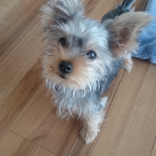 ヨーキー仔犬の女の子可愛がってくれるかた探してます