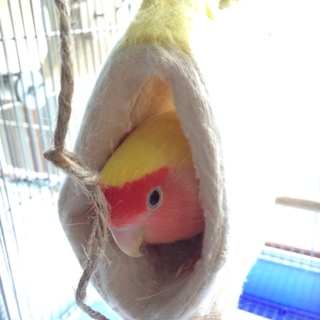コザクラインコ ルチノー