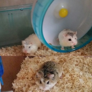 ロボハム♀1匹♂2匹