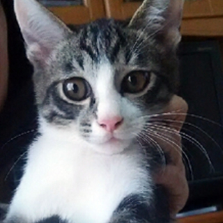 ロッキーくん　白キジトラの男の子　２か月半