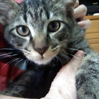 よっちくん　キジトラの男の子　２か月半くらい