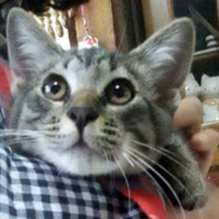 ミーくん　キジトラの男の子　２か月半