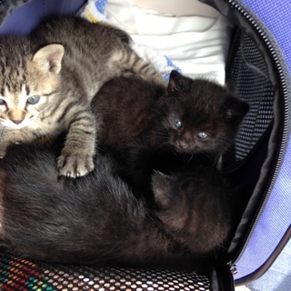 生後1ヶ月の3兄弟、里親さん募集してます