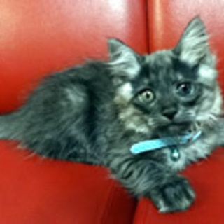 黒すけ　ふわふわの毛の男の子　３か月くらい