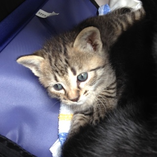 生後1ヶ月赤ちゃん猫の里親さん募集してます