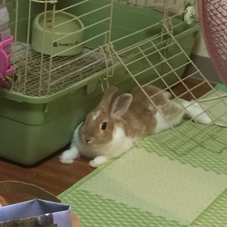 ４ヶ月のウサギメスです