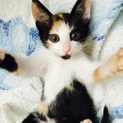 子猫の譲渡会！スカイツリー近くで開催！