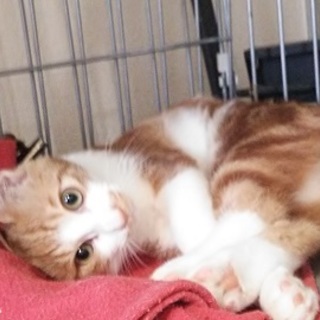 シャイなｱﾒｼｮ柄っぽい男の子♪