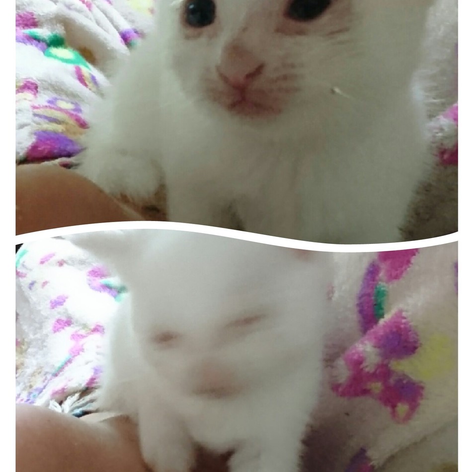 茶々丸のカバー写真