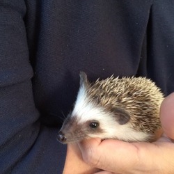 我が家のアイドル