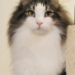 ノルウェージャン男の子　甘えん坊です。