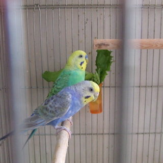 仲が良いセキセイインコのつがいです。