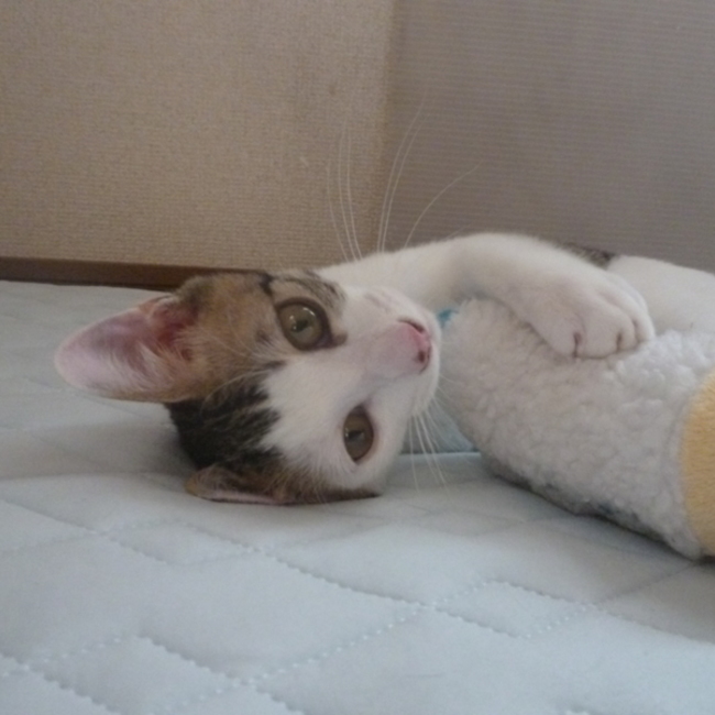 丸nij十nojiのカバー写真