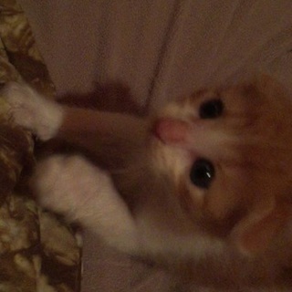 生後１ヶ月、可愛い子猫たちです。