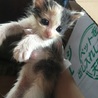 生後１ヶ月、可愛い子猫たちです。 サムネイル2