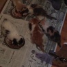 生後１ヶ月、可愛い子猫たちです。 サムネイル4