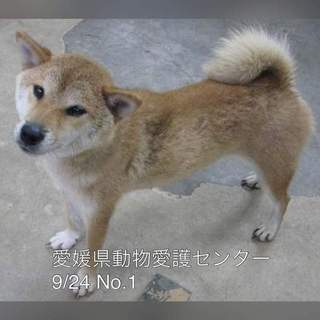 愛媛県動物愛護センターに保護されています！